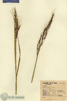 URN_catalog_HBHinton_herbarium_1890.jpg.jpg