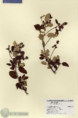 URN_catalog_HBHinton_herbarium_18900.jpg.jpg