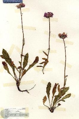 URN_catalog_HBHinton_herbarium_18907.jpg.jpg
