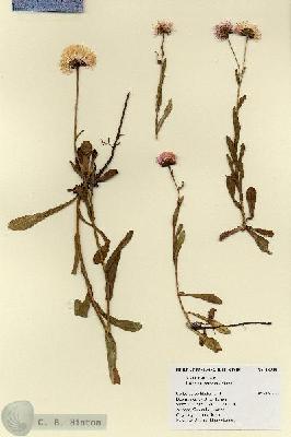 URN_catalog_HBHinton_herbarium_18908.jpg.jpg