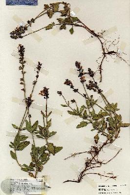 URN_catalog_HBHinton_herbarium_18922.jpg.jpg