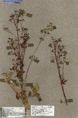 URN_catalog_HBHinton_herbarium_18923.jpg.jpg
