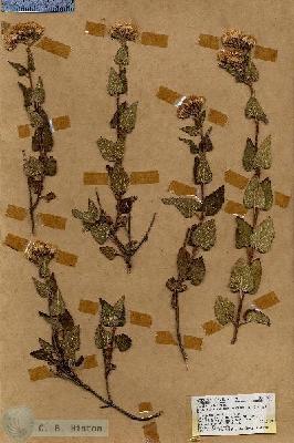 URN_catalog_HBHinton_herbarium_18928.jpg.jpg