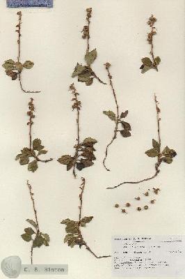 URN_catalog_HBHinton_herbarium_18936.jpg.jpg