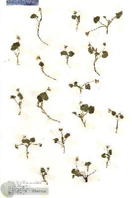 URN_catalog_HBHinton_herbarium_18954.jpg.jpg
