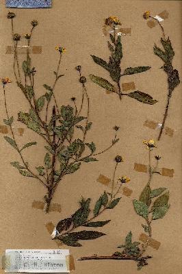 URN_catalog_HBHinton_herbarium_19077.jpg.jpg