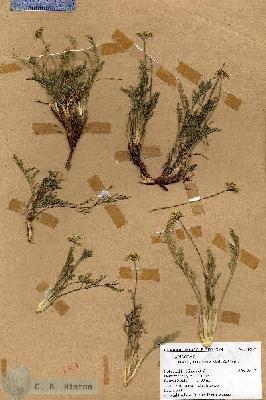 URN_catalog_HBHinton_herbarium_18957.jpg.jpg