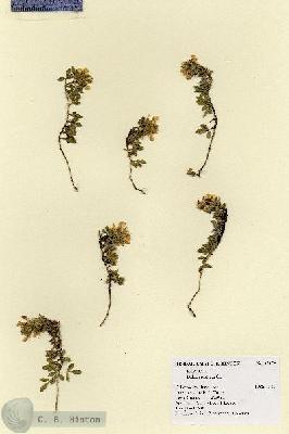 URN_catalog_HBHinton_herbarium_19079.jpg.jpg