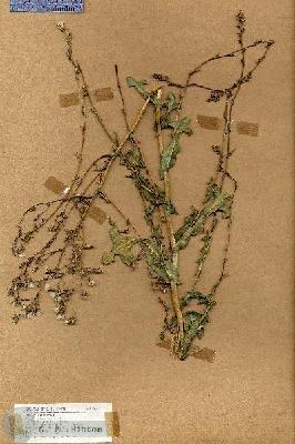 URN_catalog_HBHinton_herbarium_19032.jpg.jpg