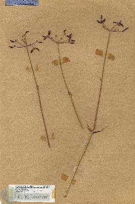 URN_catalog_HBHinton_herbarium_19034.jpg.jpg