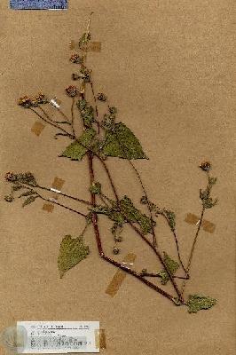 URN_catalog_HBHinton_herbarium_19035.jpg.jpg