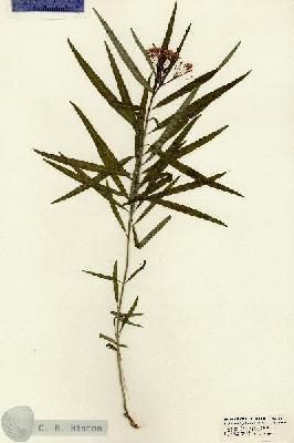 URN_catalog_HBHinton_herbarium_21411.jpg.jpg