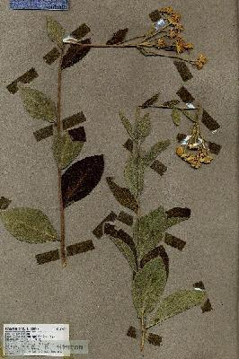 URN_catalog_HBHinton_herbarium_19037.jpg.jpg