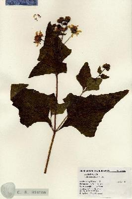 URN_catalog_HBHinton_herbarium_19038.jpg.jpg