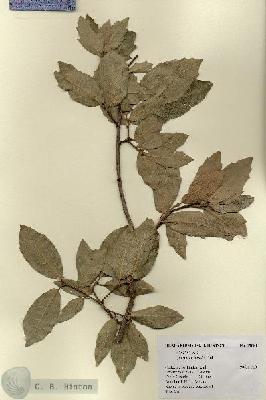 URN_catalog_HBHinton_herbarium_19081.jpg.jpg