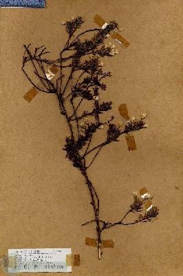 URN_catalog_HBHinton_herbarium_19040.jpg.jpg