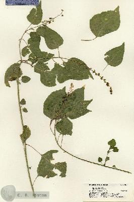 URN_catalog_HBHinton_herbarium_21412.jpg.jpg