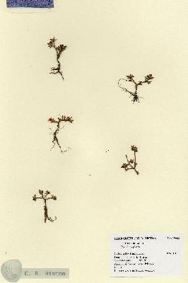 URN_catalog_HBHinton_herbarium_19083.jpg.jpg