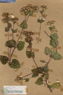 URN_catalog_HBHinton_herbarium_19075.jpg.jpg