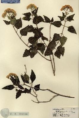 URN_catalog_HBHinton_herbarium_19096.jpg.jpg