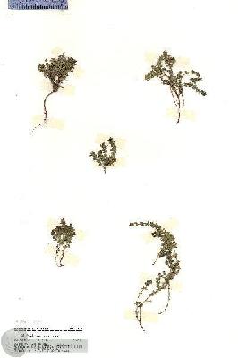 URN_catalog_HBHinton_herbarium_20237.jpg.jpg