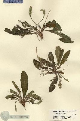 URN_catalog_HBHinton_herbarium_21541.jpg.jpg