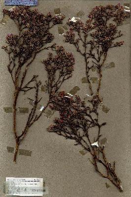 URN_catalog_HBHinton_herbarium_18961.jpg.jpg