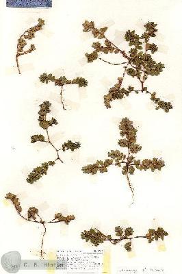 URN_catalog_HBHinton_herbarium_19004.jpg.jpg