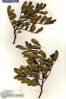 URN_catalog_HBHinton_herbarium_18966.jpg.jpg