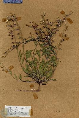 URN_catalog_HBHinton_herbarium_18973.jpg.jpg