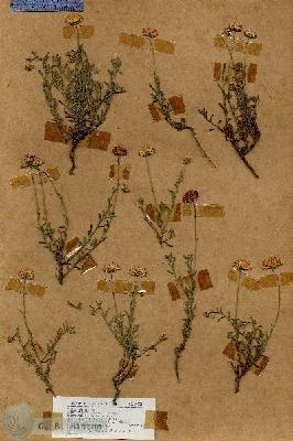 URN_catalog_HBHinton_herbarium_18984.jpg.jpg