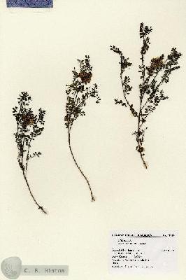 URN_catalog_HBHinton_herbarium_18989.jpg.jpg
