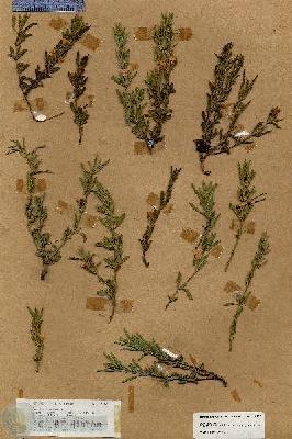 URN_catalog_HBHinton_herbarium_18992.jpg.jpg