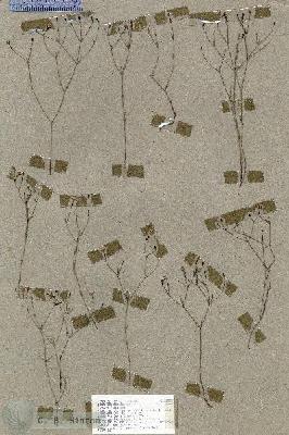 URN_catalog_HBHinton_herbarium_18993.jpg.jpg
