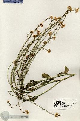 URN_catalog_HBHinton_herbarium_20253.jpg.jpg