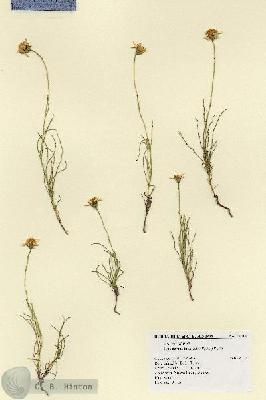URN_catalog_HBHinton_herbarium_19014.jpg.jpg