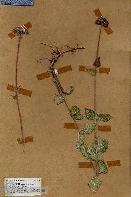 URN_catalog_HBHinton_herbarium_19000.jpg.jpg