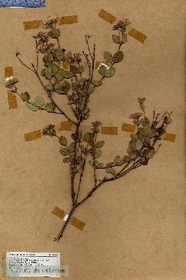 URN_catalog_HBHinton_herbarium_19001.jpg.jpg