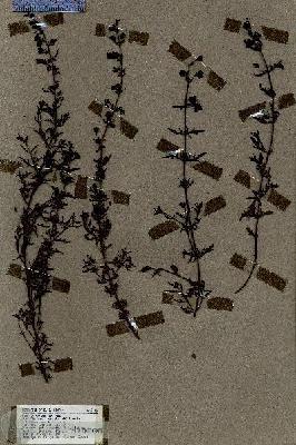 URN_catalog_HBHinton_herbarium_19016.jpg.jpg