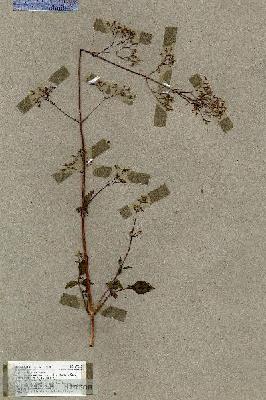URN_catalog_HBHinton_herbarium_19022.jpg.jpg