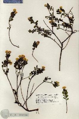 URN_catalog_HBHinton_herbarium_20261.jpg.jpg