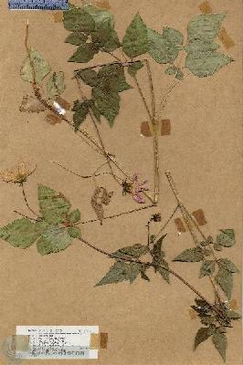URN_catalog_HBHinton_herbarium_19025.jpg.jpg