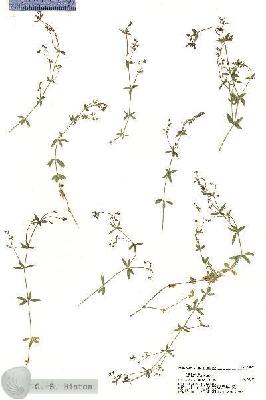 URN_catalog_HBHinton_herbarium_20262.jpg.jpg
