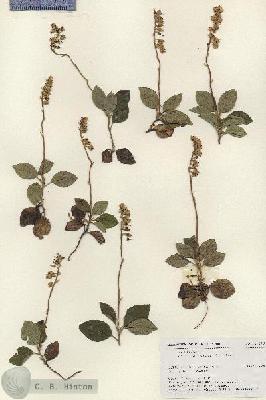 URN_catalog_HBHinton_herbarium_19026.jpg.jpg