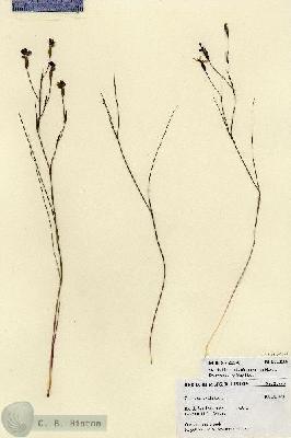 URN_catalog_HBHinton_herbarium_21570.jpg.jpg
