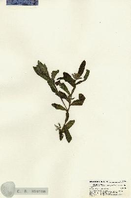 URN_catalog_HBHinton_herbarium_21665.jpg.jpg