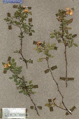 URN_catalog_HBHinton_herbarium_19151.jpg.jpg