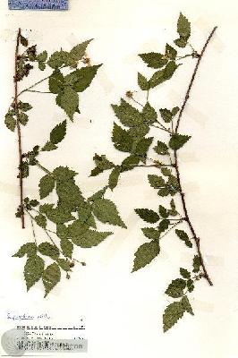 URN_catalog_HBHinton_herbarium_19152.jpg.jpg