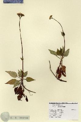 URN_catalog_HBHinton_herbarium_19119.jpg.jpg