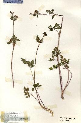 URN_catalog_HBHinton_herbarium_19124.jpg.jpg